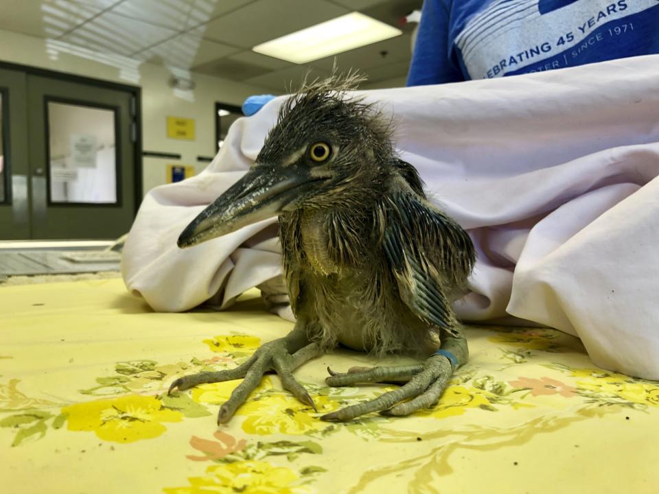 A rescued black-crowned night heron is shown at the International Bird Rescue in Fairfield, Calif., Wednesday, July 17, 2019. An animal rescue group is asking for help caring for dozens of baby snowy egrets and black-crowned night herons left homeless last week after a tree fell in downtown Oakland. (AP Photo/Haven Daley)