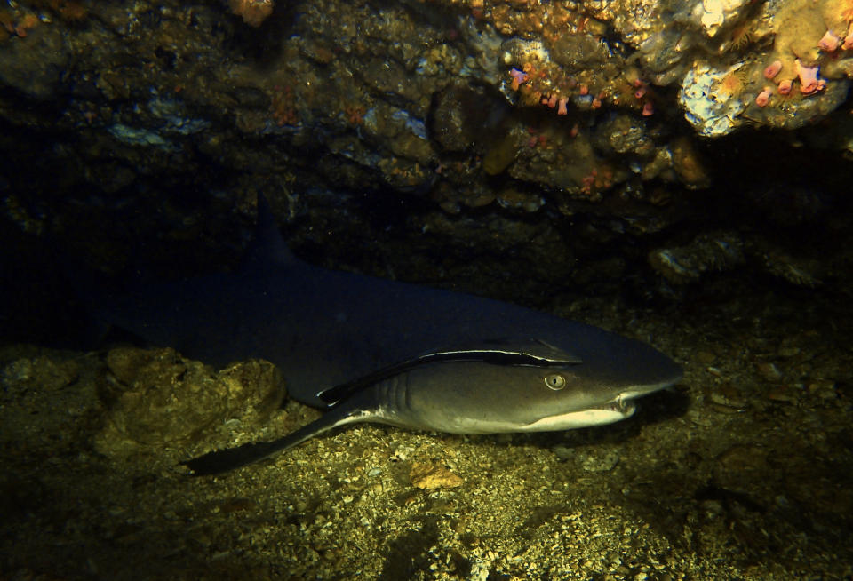 A shark rests on the ocean floor beneath rocky overhangs, with a smaller fish attached to its body