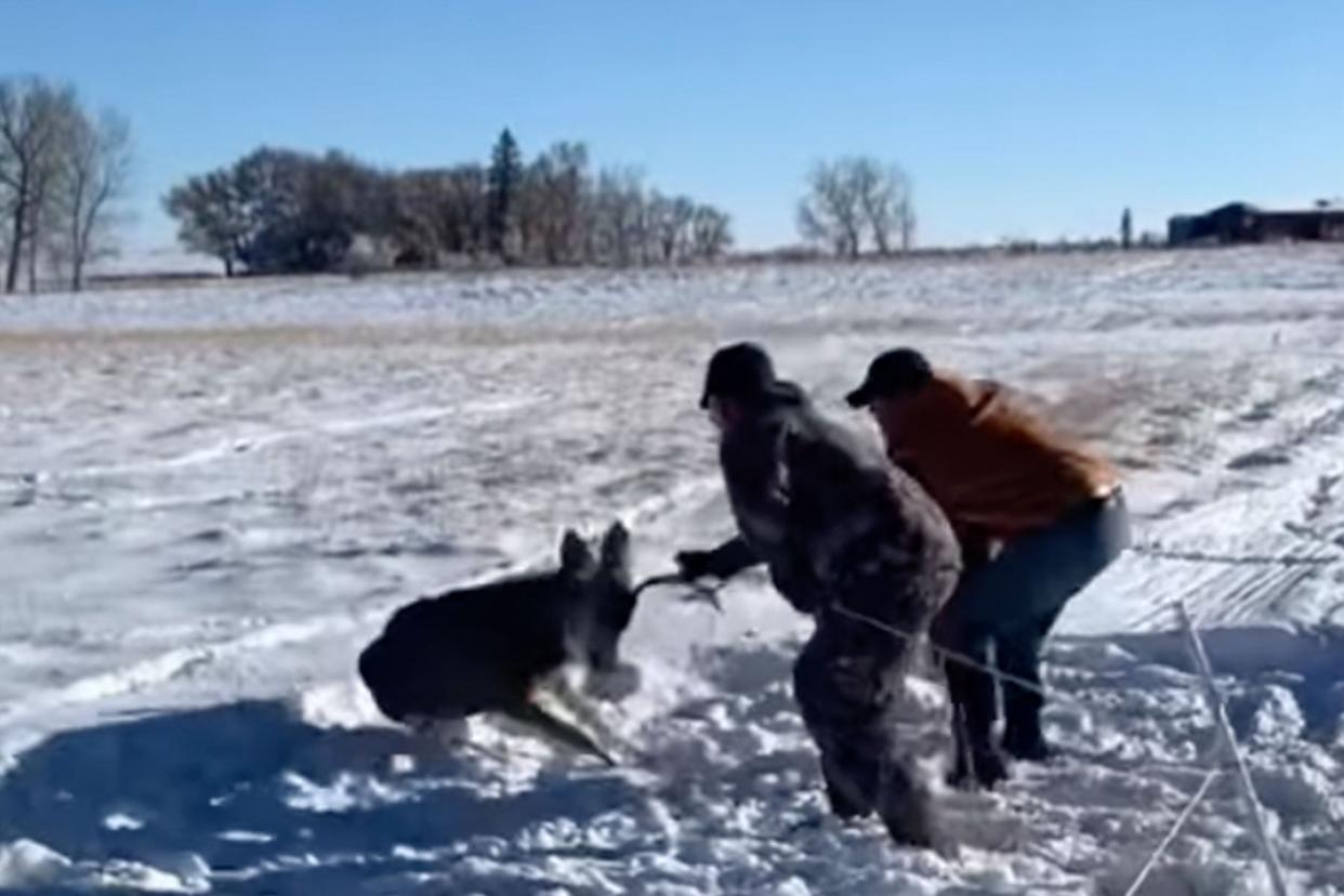 Watch: Men Rescue Mule Deer Buck Trapped in Electric Fence photo