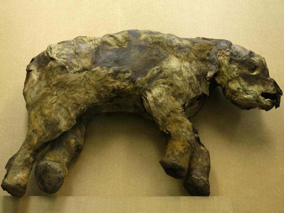 The mummy of a 30,000-year-old baby mammoth called Masha (Alamy)