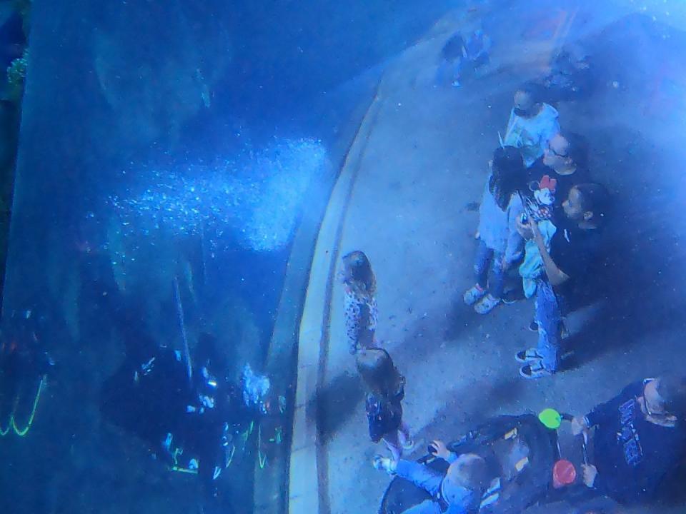 view of the denver aquarium guests from inside the shark tank