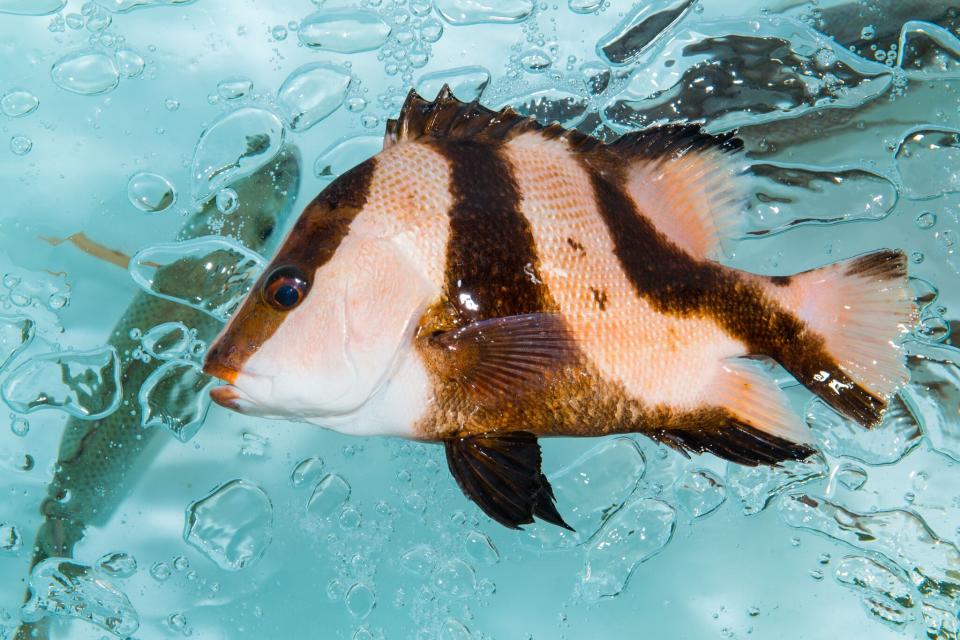 【網購食材】網購食材平台推介5間：直播魚缸揀海鮮/3小時餸上門 