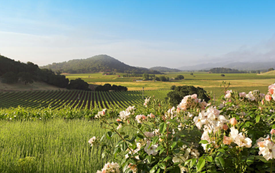 Napa Valley in spring as the sun rises over the beautiful landscape.