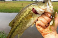 "A little bass fishing in my downtime on set of #TheMagnificentSeven," the "Jurassic World" star posted this week. "I LOVE LOUISIANA!!" Tell us how you really feel, Chris.