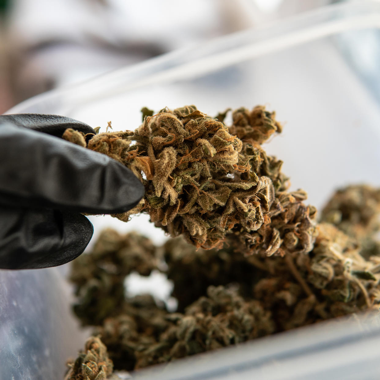 CannTrust has halted all shipments as it awaits a response from regulators that could see the company’s license suspended or revoked. (Getty)