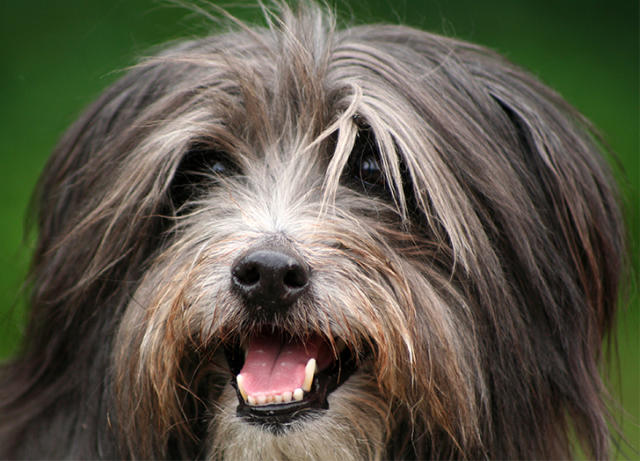 Grey long clearance haired dog