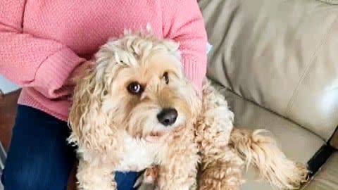 Oliver, a five-and-a-half-year-old cocker spaniel-poodle mix, was treated at the vet for bruising around his neck. (Mary-Helen McLeese/CBC - image credit)