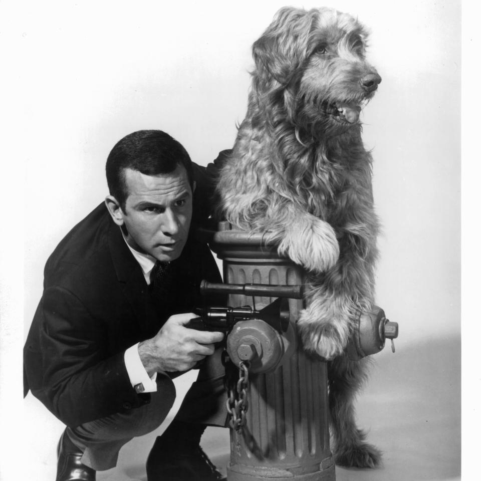 Original Get Smart cast: Don Adams and Fang, 1965