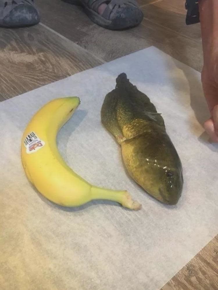 A banana and a fish are placed side by side on a piece of parchment paper on a wooden surface. A person's hand is visible on the right