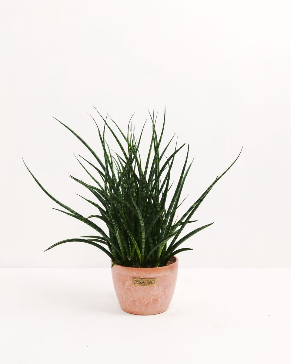 6) Sansevieria Fernwood