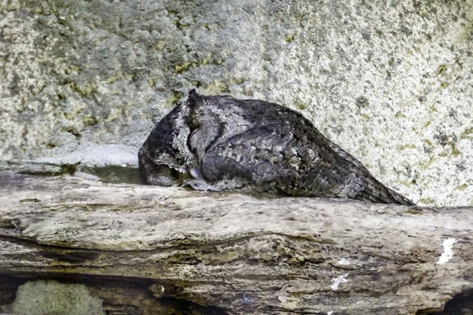 ▲北市動物園公開動物們的怪奇睡姿，貓頭鷹睡到被關心、鱷魚口水掉下來。（圖／臺北市立動物園授權提供） 