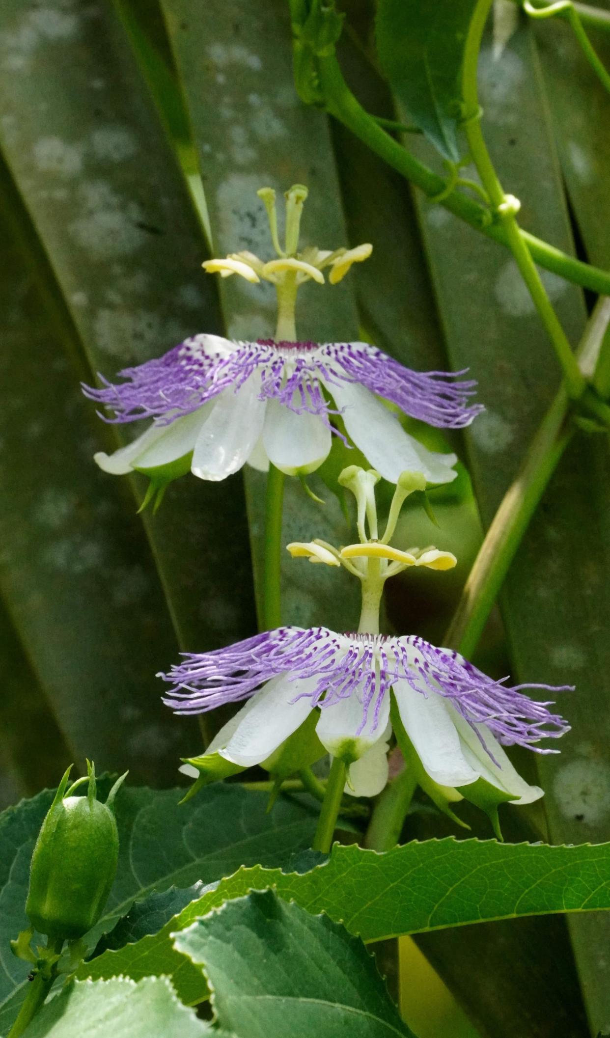 Passiflora incarnata displays stunning purple and white flowers, and produces edible fruits beloved by wildlife.