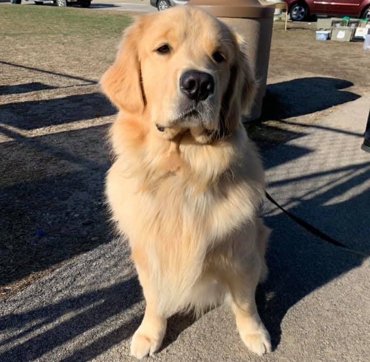 Authorities were able to collar the suspect, a therapy golden retriever named Ben. (Photo: Franklin Police Department)
