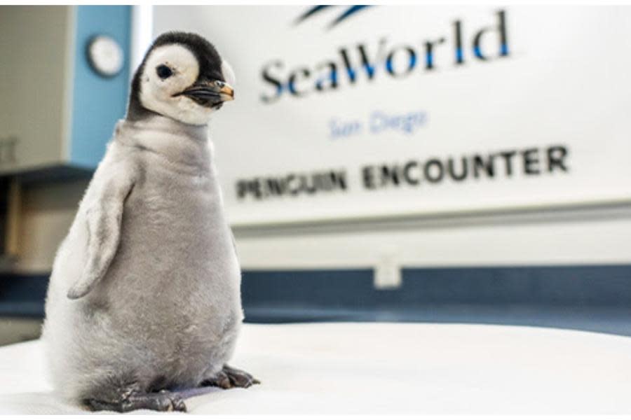SeaWorld en San Diego da la bienvenida a una pequeña pingüino emperador