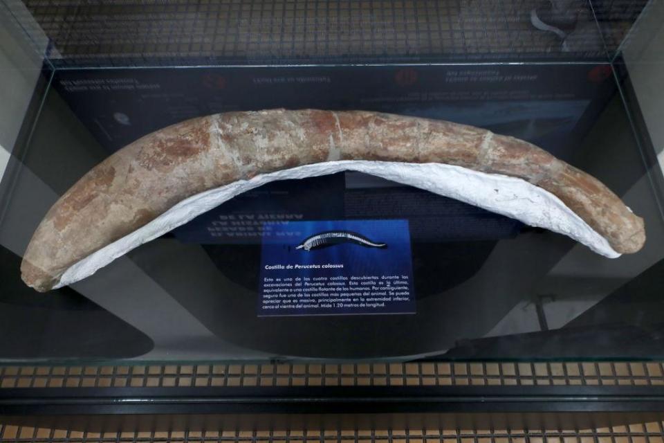 Costilla del Perucetus colossus