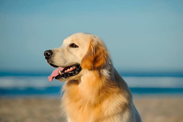 Golden retriever