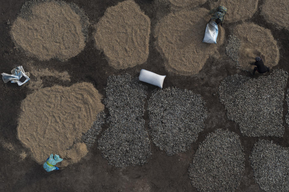 Ndeye Yacine Dieng, lower left, covers fish with peanut shells to process it on Bargny beach, some 35 kilometers (22 miles) east of Dakar, Senegal, Wednesday April 21, 2021. Dieng's grandfather was a fisherman, her grandmother and mother fish processors. They baptized her with money from fish. They taught her the traditions and work of fish processing. (AP Photo/Leo Correa)