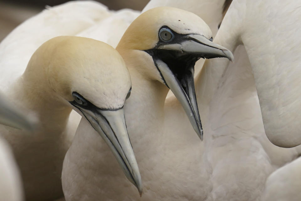 Northern gannets gather with the colony on Bonaventure Island in the Gulf of St. Lawrence off the coast of Quebec, Canada's Gaspe Peninsula, Monday, Sept. 12, 2022. Many species, though, are hard to study because they live in a marine wilderness or are scattered. But not the northern gannets that breed on the island. (AP Photo/Carolyn Kaster)