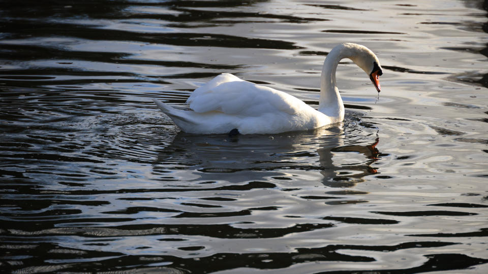 Swan on a lake taken on a Canon EOS R5 C camera