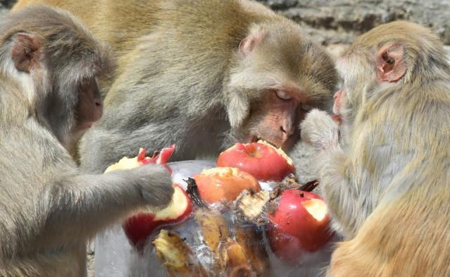 Chinese scientists create monkeys with autism gene