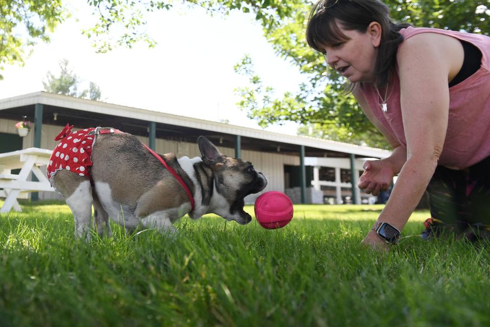 Glenda Stormes-Bice plays with Piper, a 2-year-old French bulldog Boston terrier mix, at the Boone County Fairgrounds on Tuesday in Boone. Stormes-Bice adopted Piper, who has spina bifida, in 2021.