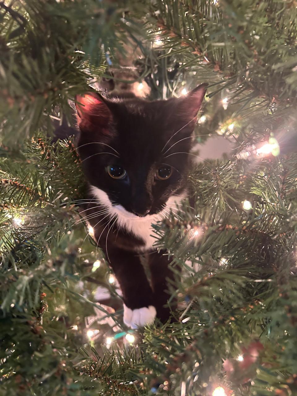 Cats apparently love Christmas trees, like Roy Wilhelm's daughter's cat seen here playing "decoration."