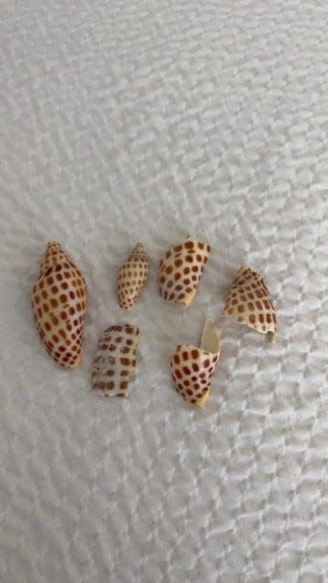 These are the two junonia shells Torie Terry Costilow found on a recent trip to Sanibel Island along with some pieces from another junonia.