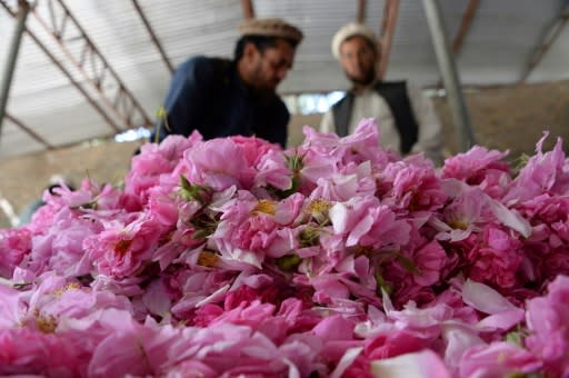 The rose petals grown in Nangarhar province are turned into rose water and oils for sale around the world