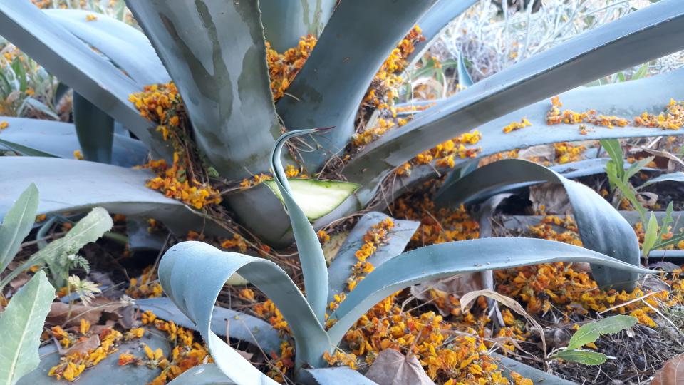 Agave leaves can be used for making barbacoa.