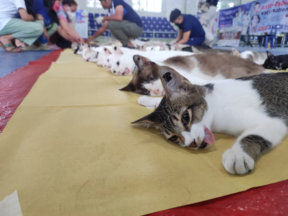 貓咪集體癱倒在地。（圖／翻攝自PPBCC Philippine Pet Birth Control Center Foundation 臉書）