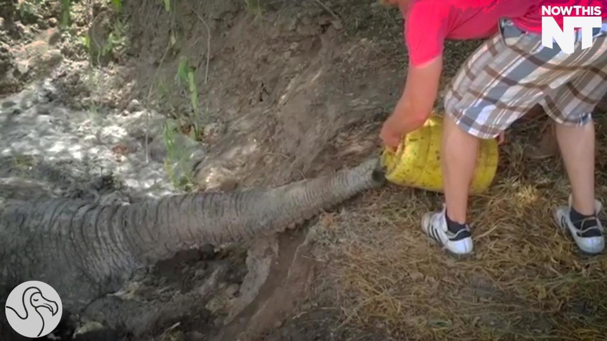 Villagers Rescue Elephant Stuck In Mud