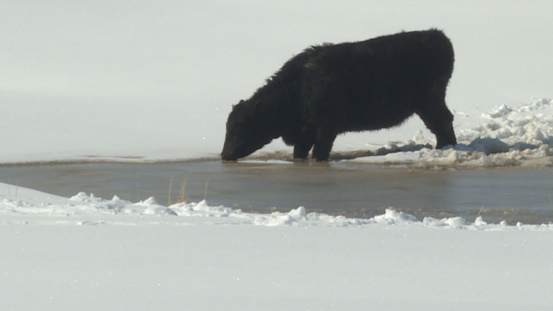 Melting snow brings much needed moisture but also challenges to Alberta farms