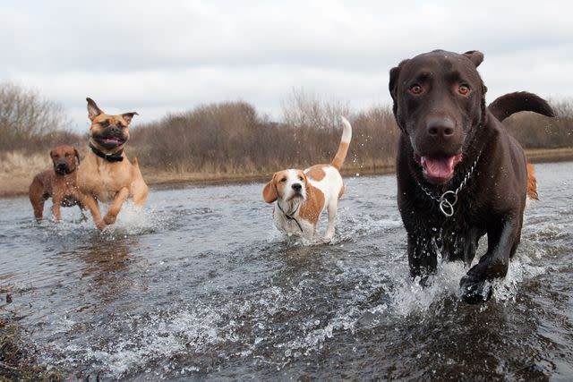 <p>Alamy</p> dogs in water -- stock image