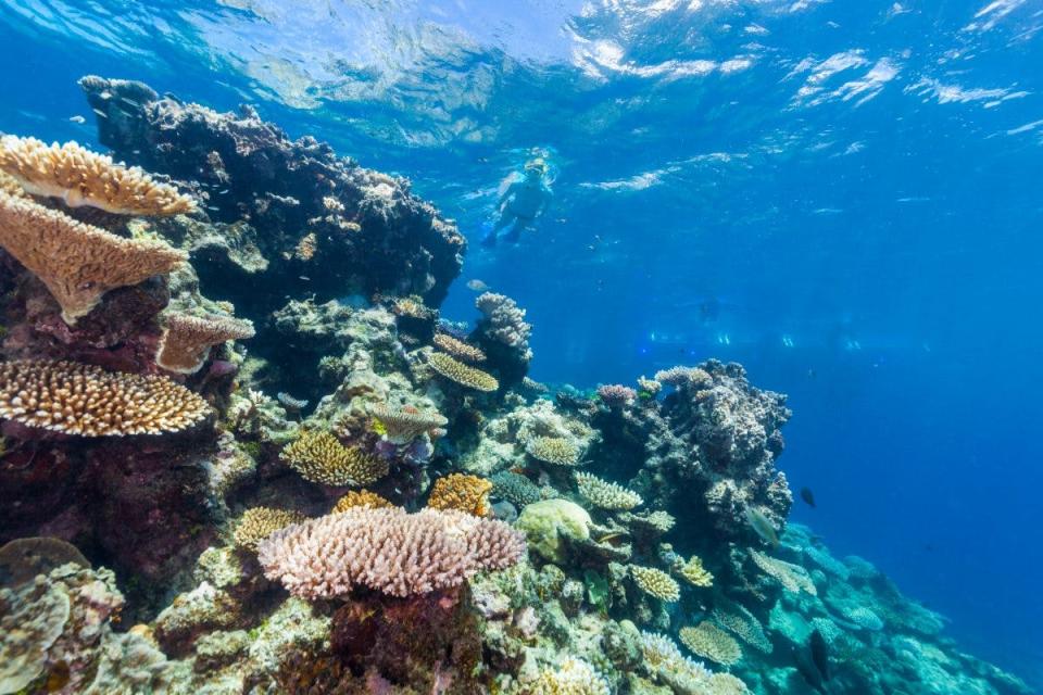 TripAdvisor-great-barrier-reef