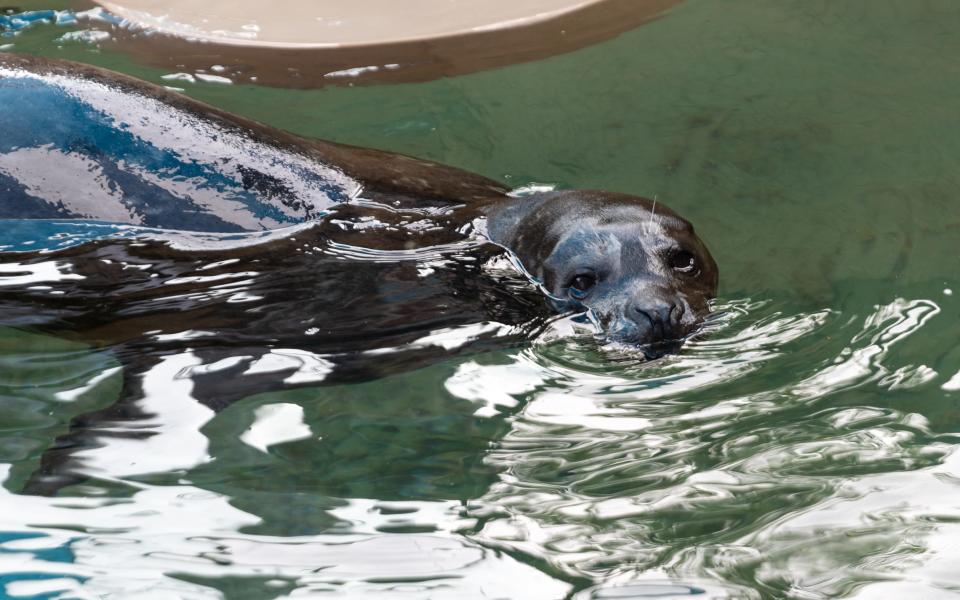 Bubba, 22-year-old male harbor seal,  swims around in the water at the Woods Hole Aquarium last year.