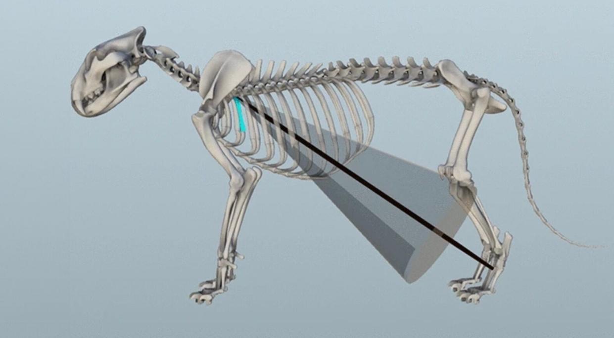 A shot placement diagram of a spare in an ancient cave lion.