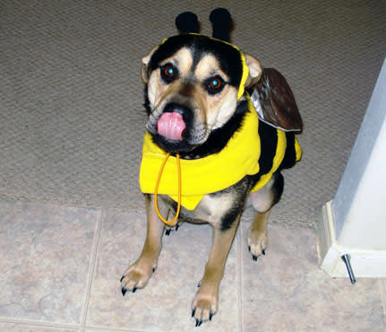 Beware the Bumblebee!