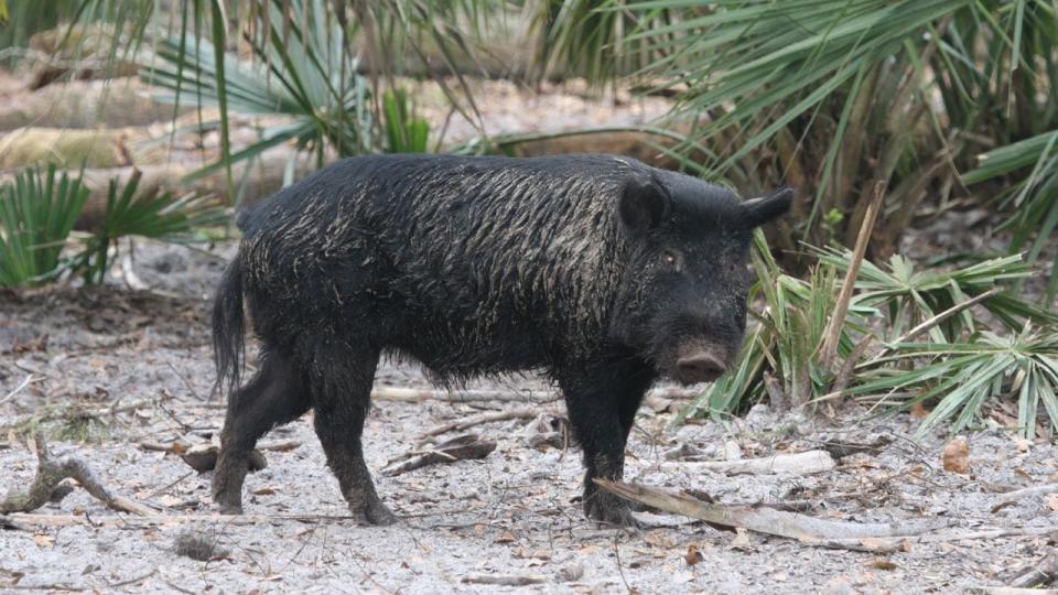 Wild boars, like the one pictured in this file photo, reportedly have been destroying Lehigh Acres residents' lawns.