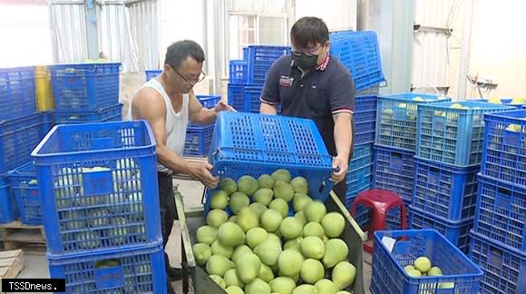 照片說明：西湖鄉農會惜物擬推次級文旦柚加工提供做為飲品原料使用。（記者江乾松攝）