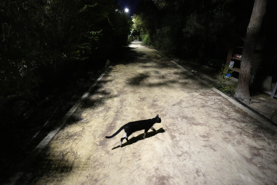 A cat crosses a pedestrian road at the main linear park, in the capital Nicosia, Cyprus, Wednesday, July 19, 2023. The head of Cyprus’ veterinarians’ association has dismissed as groundless claims that a lethal mutation of a feline virus has taken the lives of some 300,000 cats, saying they misleadingly depicted the small island nation abroad as a “feline cemetery.” (AP Photo/Petros Karadjias)