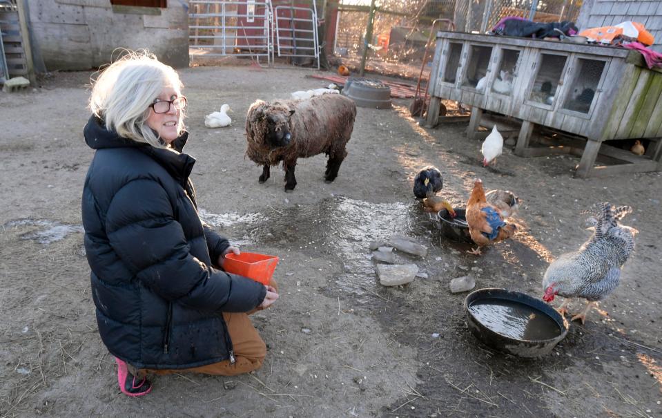 There are multiple animal rescue and advocacy groups in the Falmouth area, including Serenity Farm, run by Anne Jennings, which takes care of and tries to find adoptive homes for domestic and farm animals. The farm is one organization participating in the Falmouth Betty White Challenge donation drive.