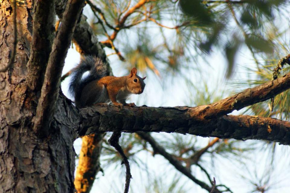 Here’s what experts say to do to avoid squirrels chewing your car lines