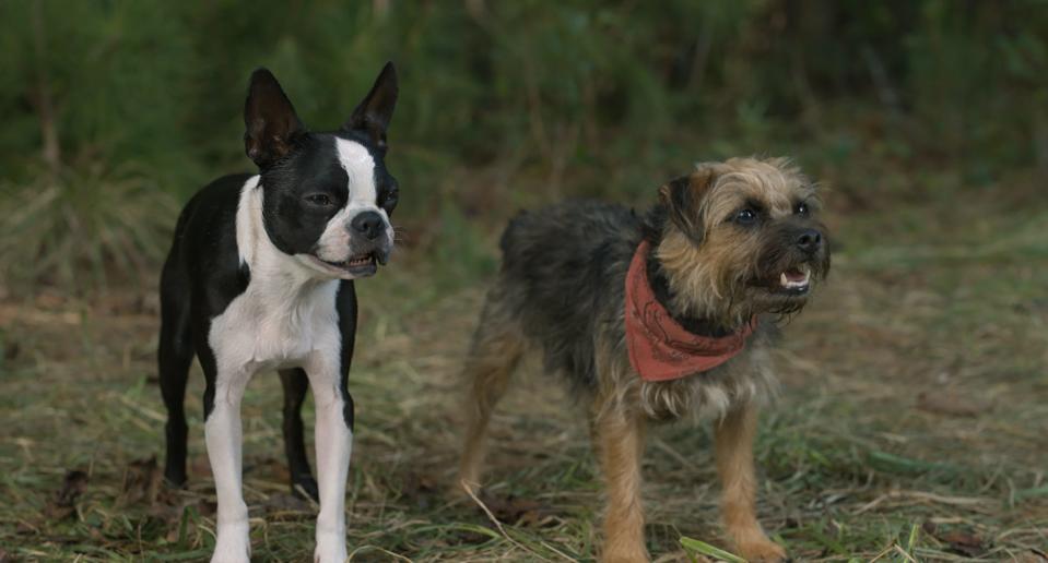 Bug (voiced by Jamie Foxx, left) the Boston Terrier and Reggie (Will Ferrell) the Border Terrier become best friends in the R-rated talking dog comedy "Strays."