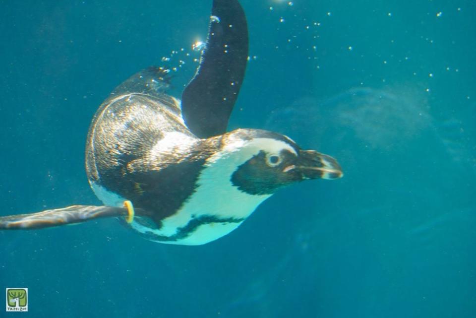 企鵝最愛在水中「飛翔」！動物園曝「最佳觀賞時間點」籲把握時機