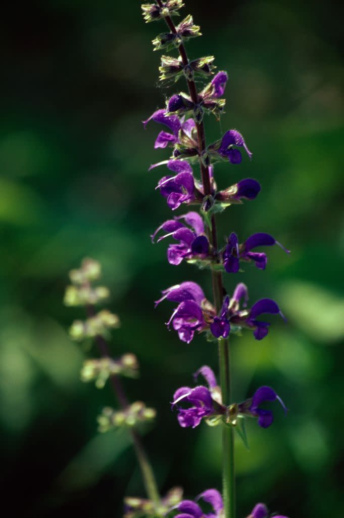 17) Meadow Sage