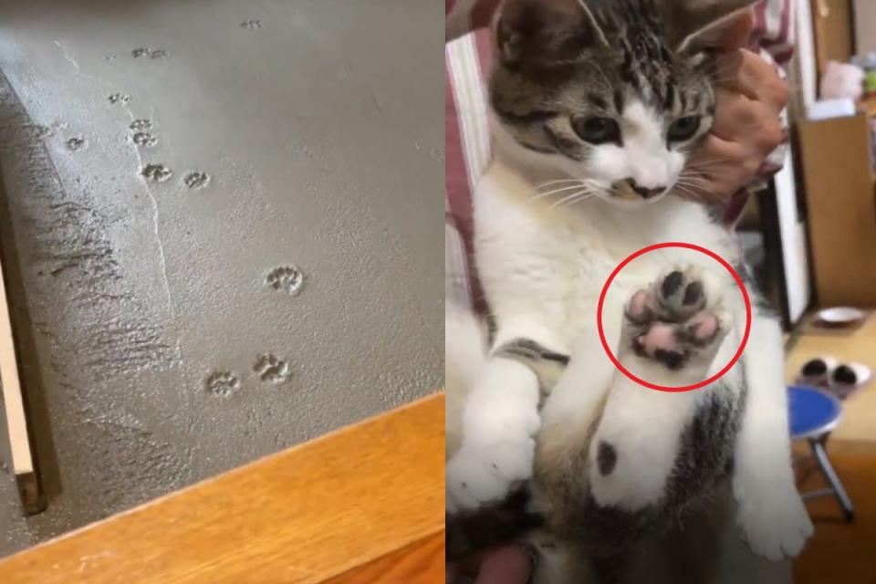 <p>未乾的水泥地上出現肉球拓印，原來是貓咪留下來的！（圖／twitter @nasu_chourakuji）</p>
