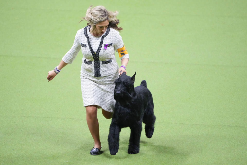 Monty, a giant schnauzer, competes in the working group competition during the 147th Westminster Kennel Club Dog show, Tuesday, May 9, 2023, at the USTA Billie Jean King National Tennis Center in New York. Monty won best in working group. (AP Photo/Mary Altaffer)