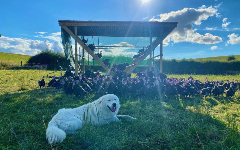 Having the flock outside helps the birds to develop beautiful flavours, says Ford