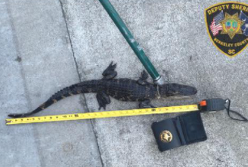 The alligator was confiscated by the SC Department of Natural Resources.