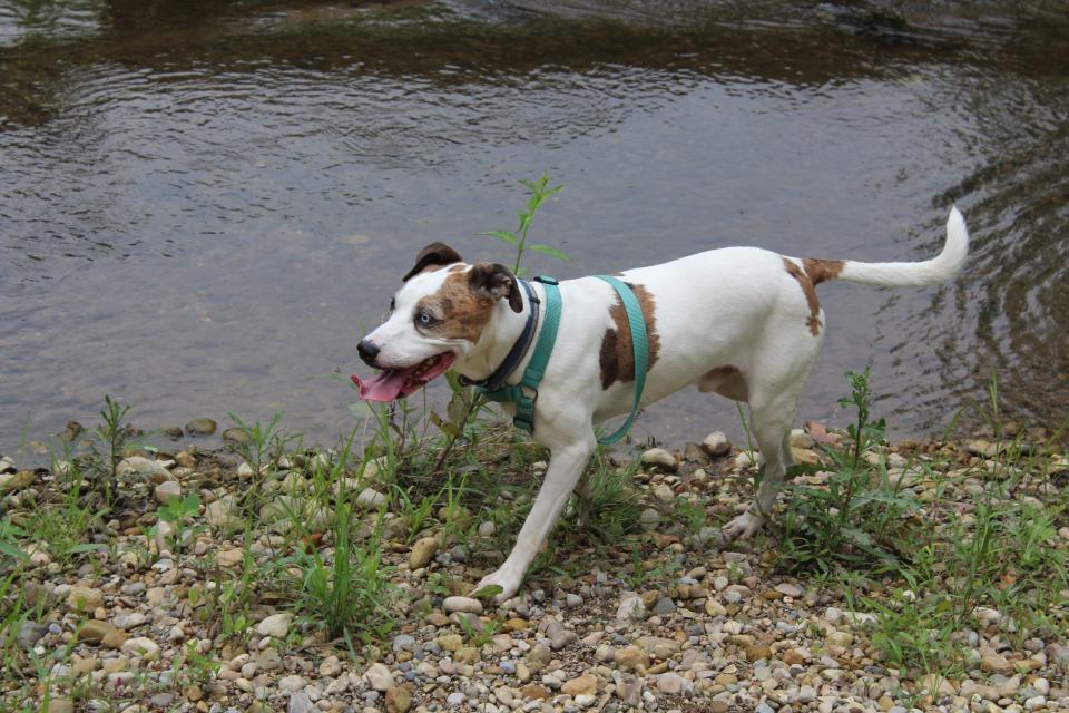 Reporter Megan Becker's rescue dog, Roco, explored Kinnikinnick Fen Nature Preserve on June 28, 2023.